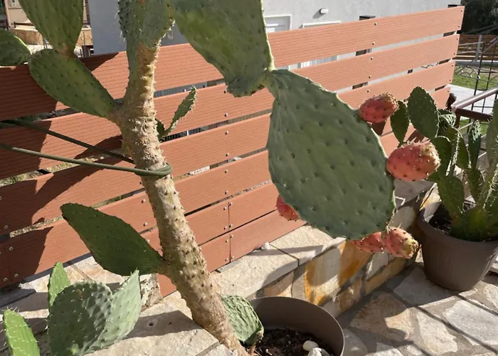 Casa Opuntia Sivota -Ανεξάρτητη Εξοχική Κατοικία