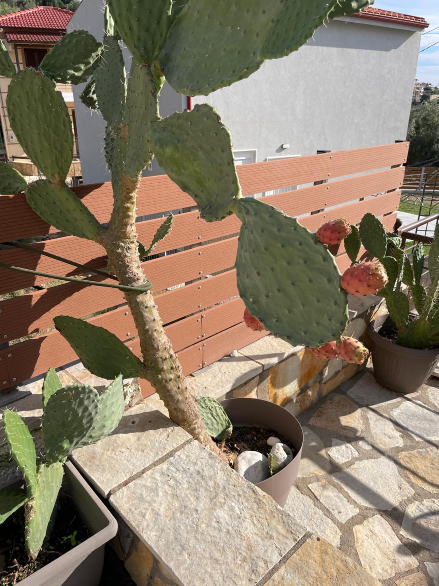 Casa Opuntia -ανεξάρτητη Sívota